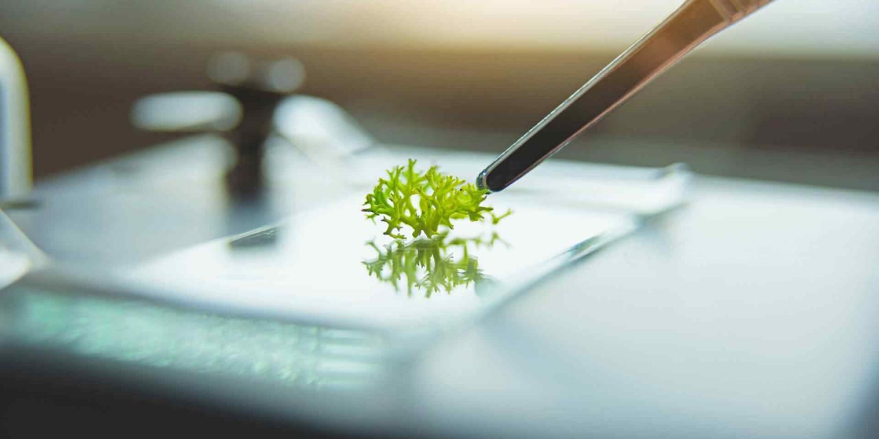 Activos naturales en los cosméticos